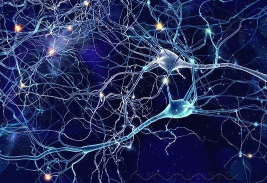 Le Onde Cerebrali: Connessioni Tra Mente e Corpo