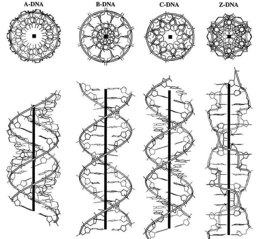 Il DNA umano: la musica della vita che non possiamo sentire